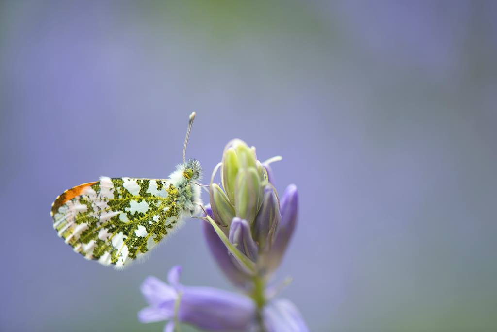 The #BigButterflyCount is a UK-wide survey running from 14th July – 6th August and aims to assess the health of our butterfly populations 🦋 Let’s talk about how they are doing and what we can do to help them.