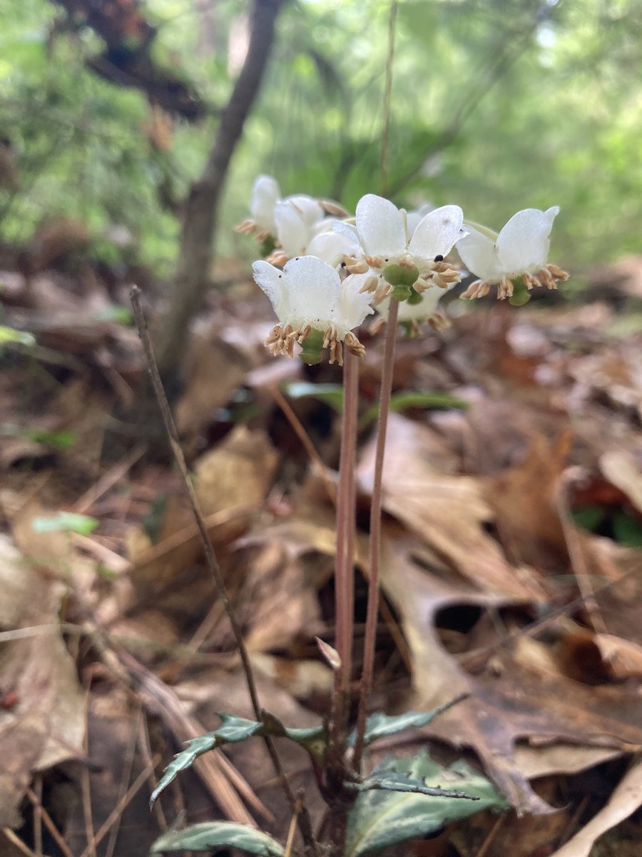 Mrs. Makrinos tweet media