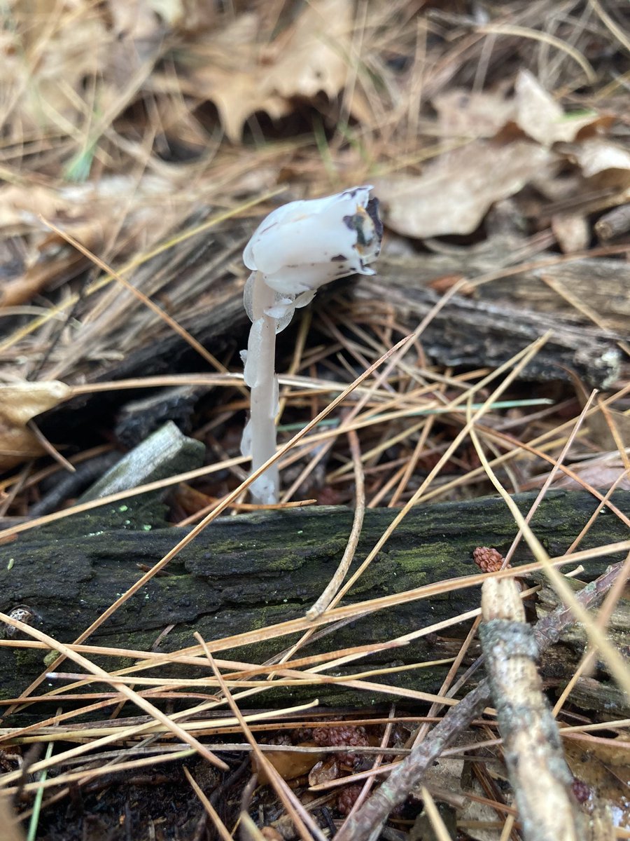 Summer humidity and rains bring some truly beautiful organisms to the forest!🤎#hikingadventures