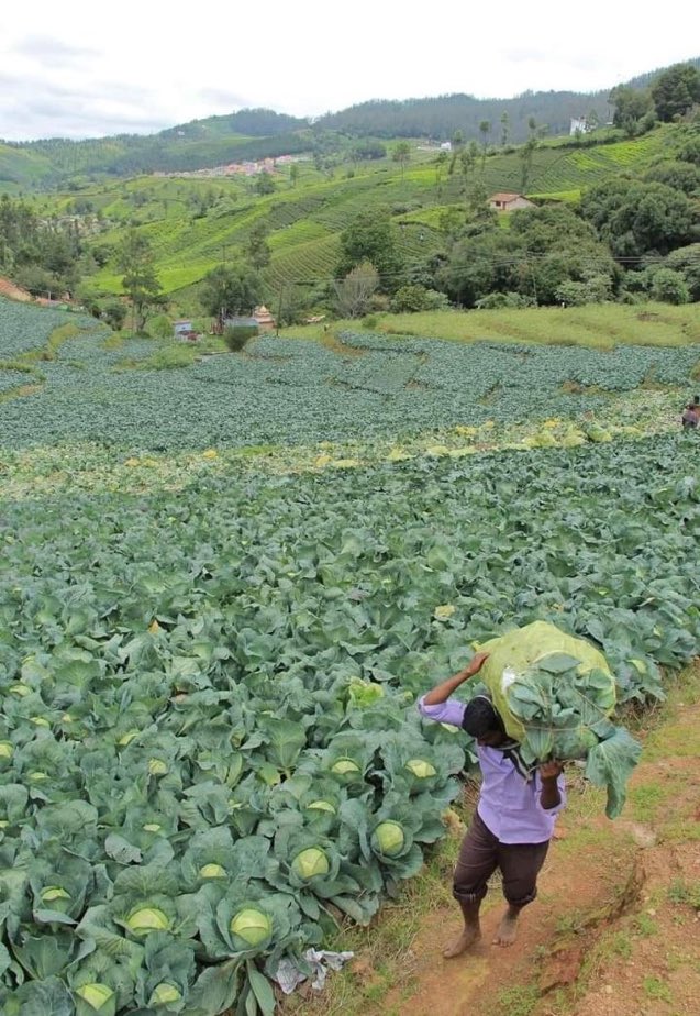 MugishaElie_'s tweet photo. My advice to the fellow farmers is to keep pushing and overcome all challenges. 

At the end of season, #Money will follow you! https://t.co/smcIvwc8Rr