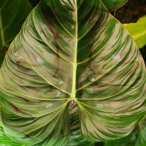 msterwang's tweet photo. All weed can be a flower🌸.

#nsfwtwt #nsfwcontent #pornart #onlyadults #eroticpoetry #eroticart #porntastic #nsfw #nsfwart #pornart #nudeart #nsfw_twt https://t.co/H4ntpa59Lg
