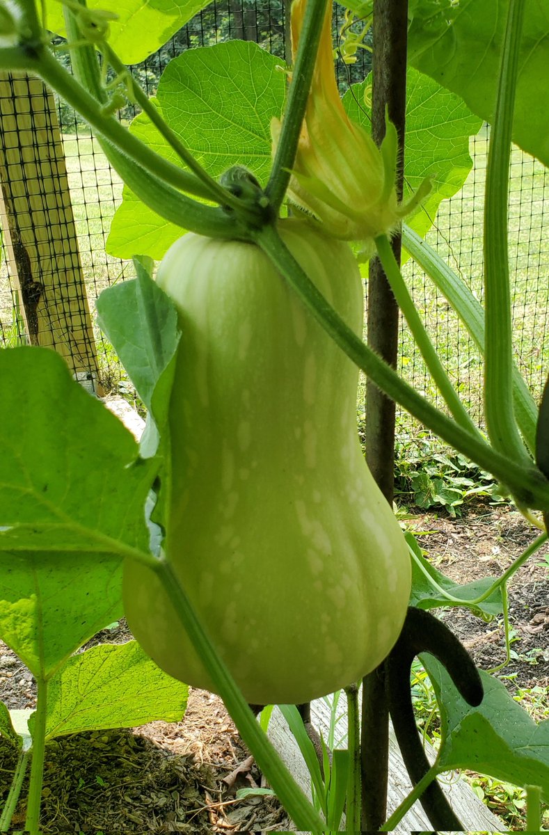 Veg4 Ⓥ tweet media