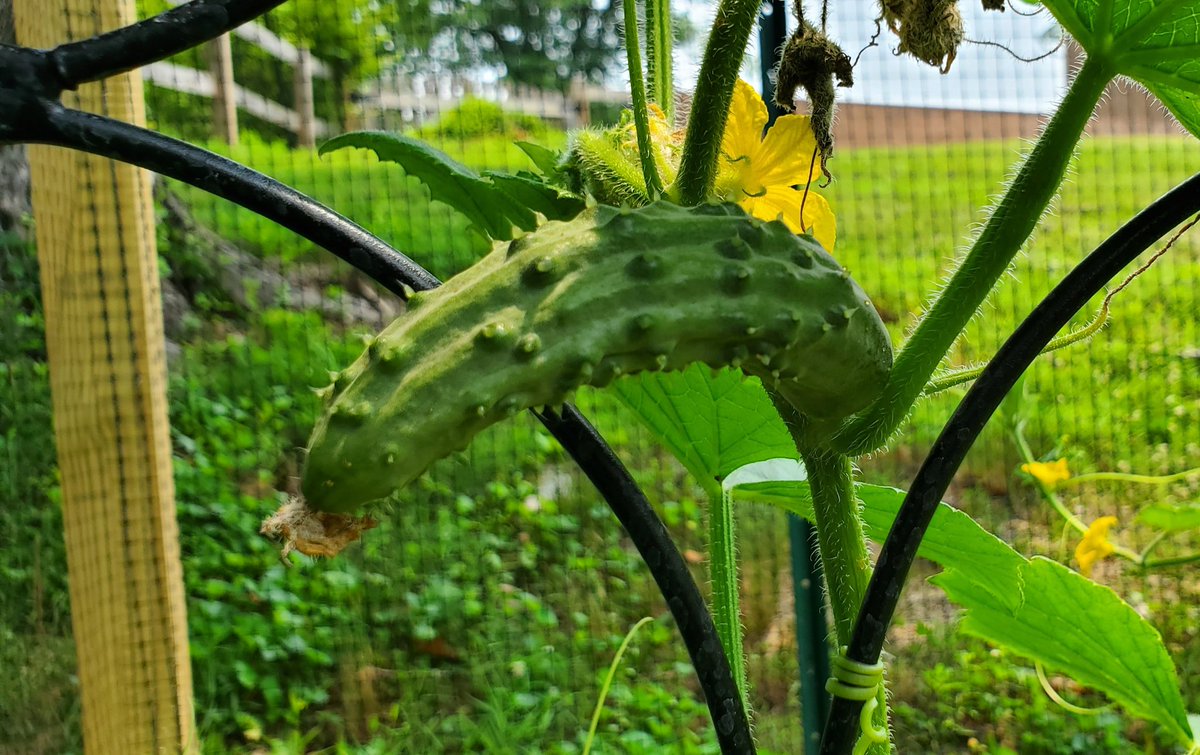 Veg4 Ⓥ tweet media