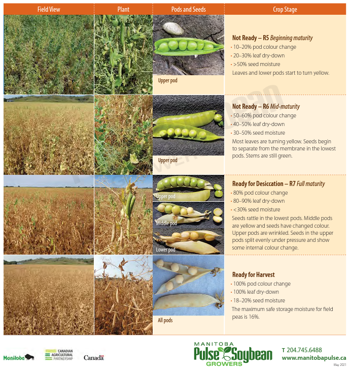Did you grow peas this year but dont know the proper stage timing to pre-harvest them? This staging guide can help visually show when your pea crop is ready to be pre-harvested. 
#synergyag #rootsyoucancounton #peaharvest