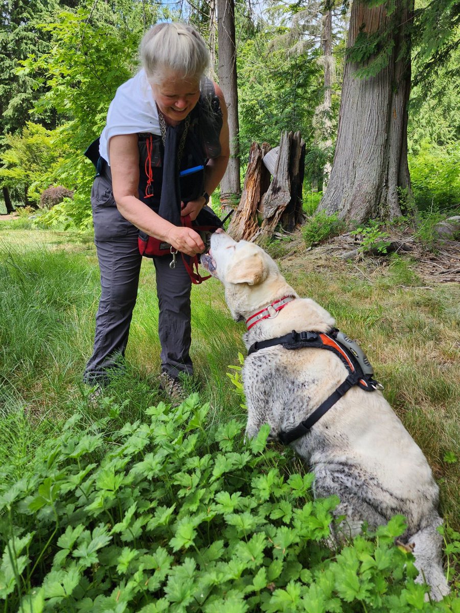 selshult's tweet photo. Fun times training with good friends and colleagues. Keb found a way to get very muddy followed by thotoyghal shampooing. What did doggies find hidden in rockery? #trickyhides #hrddog #sesrchdog #adogsdevotion #workingdogs https://t.co/Jo19gWNor0