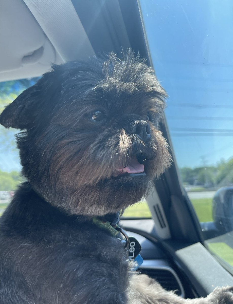 i01manz's tweet photo. on saturday, july 25th, my shih tzu leo was attacked by a larger dog while my mom was walking them. doctors believe he fractured his upper jaw. surgery is going to cost at LEAST $2,500. the owners of the dog who attacked leo are also REFUSING to pay for his medical bills… https://t.co/wK3nynBq1I