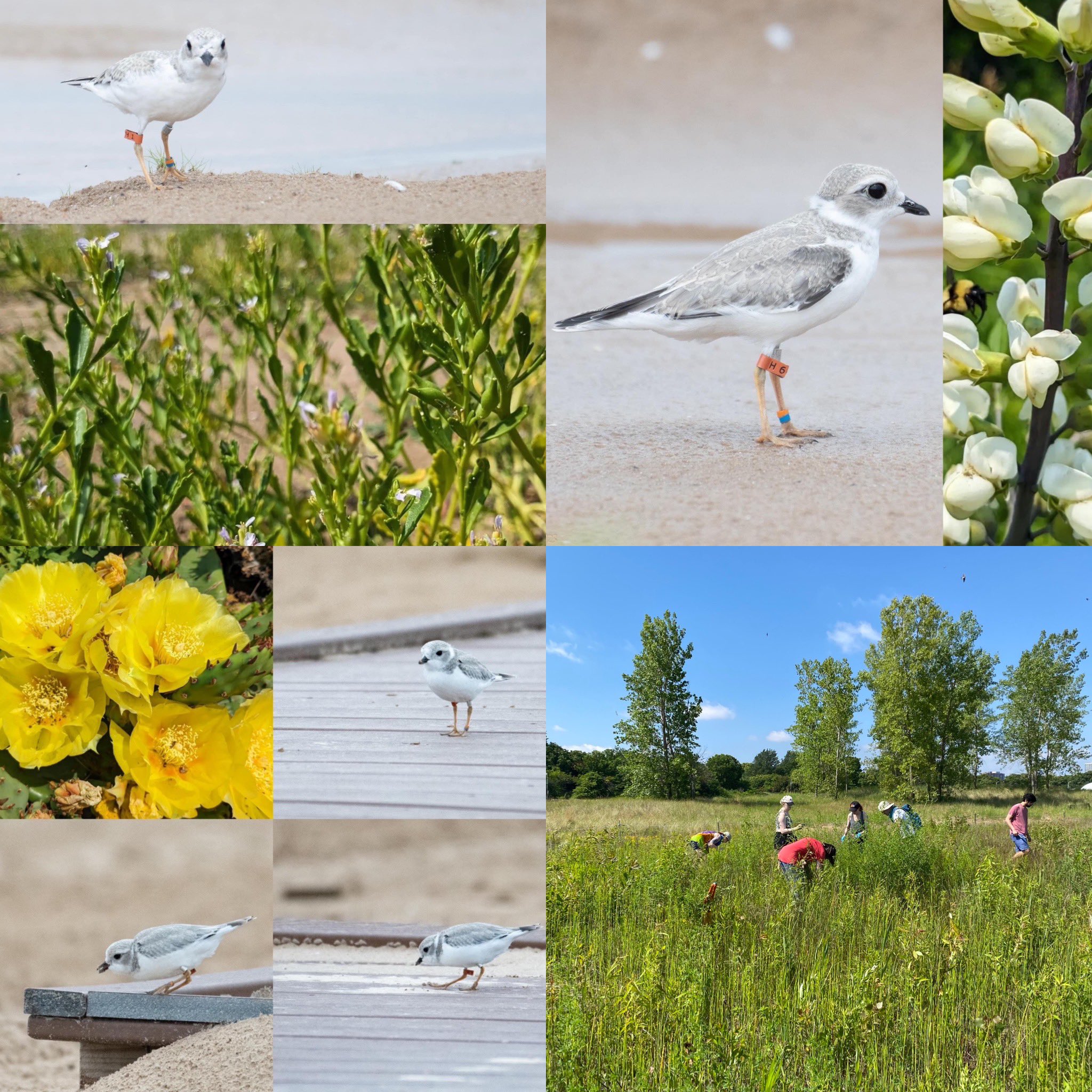 Chicago Piping Plovers on Twitter "Habitat in which PIPLs can thrive