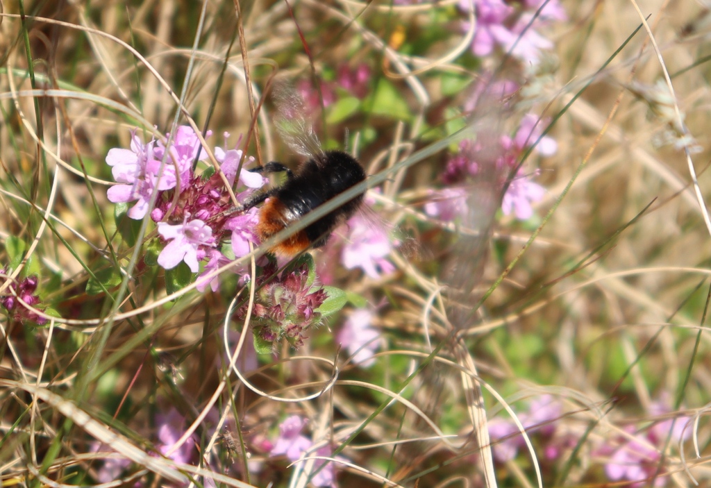 We have had an expert invertebrate specialist surveying in the valley. As well as many other species he found a thriving population of mountain bumble bees. Its Latin name is Bombus monticola. This loosely translates as ‘the booming mountaineer’, what a great name!