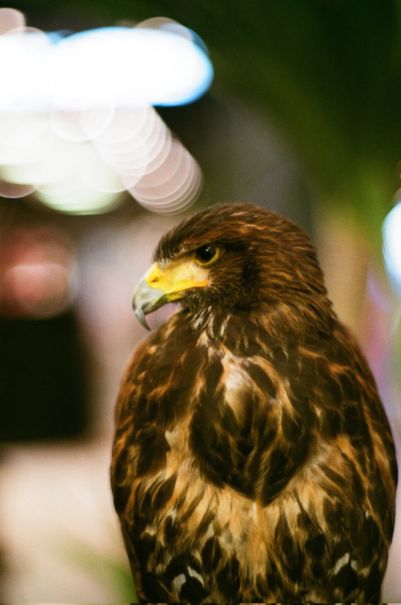 ken_er6n's tweet photo. อยู่สูงสุด
📸 มิโนต้า srt 101
🔎 58mm.  F1.4
🎞  Color Plus l 200
#กล้องฟิล์ม
#กล้องฟิล์มโคราช
#รีวิวผ่านฟิล์ม https://t.co/TEiI8eSzv3