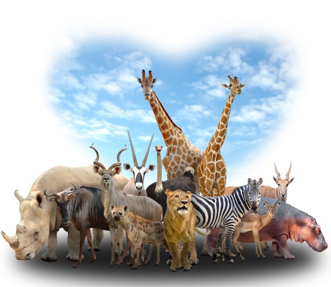 Don't forget to have a go at our Trivia Challenge for July - this month's theme is Animals! Click here to give it a try: bit.ly/animal-kahoot