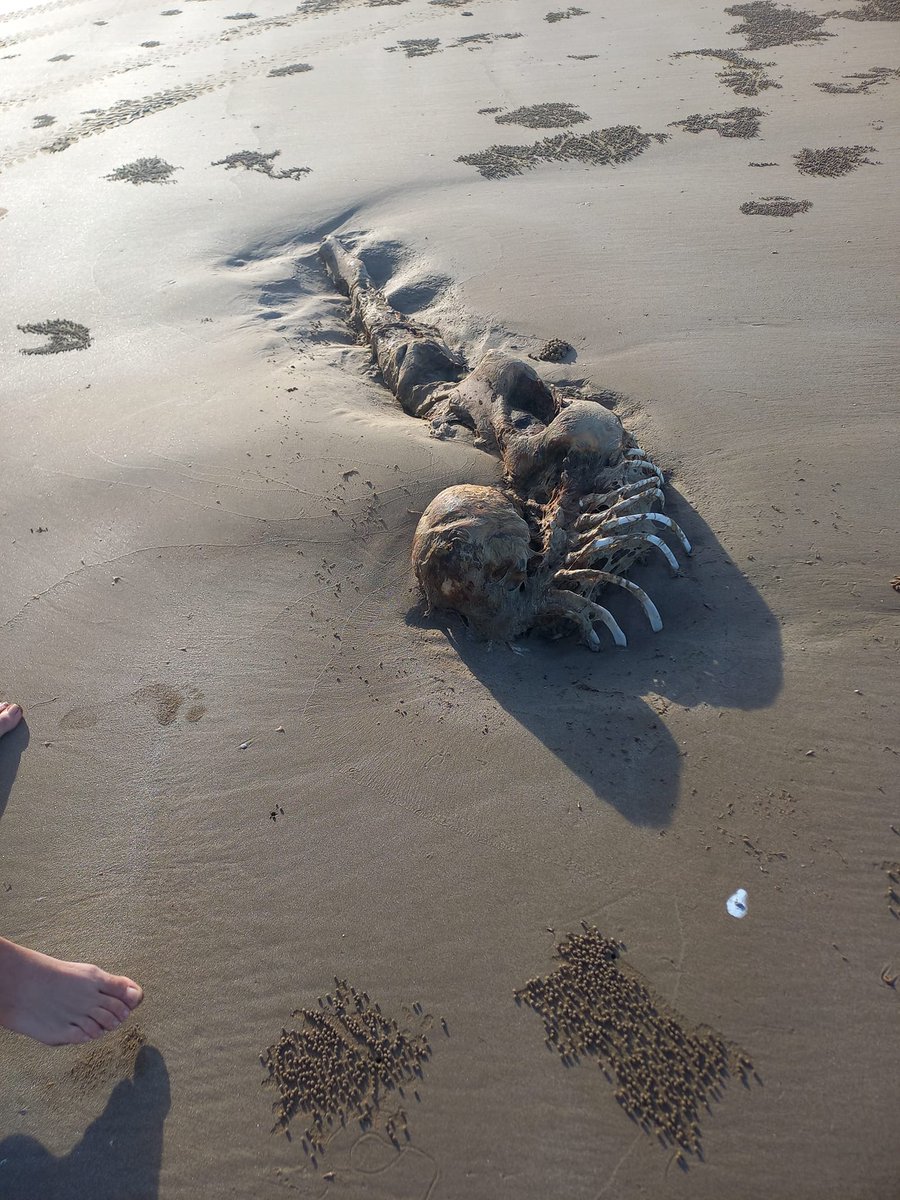 En una playa de Australia unas personas descubrieron en la arena unos restos de algo que parece ser humano. El cráneo tiene forma de humano con quijada alargada, costillas que parecen ser de humanos y unos huesos alargados que parecen tener una forma de sirena. ¿Usted que opina?.