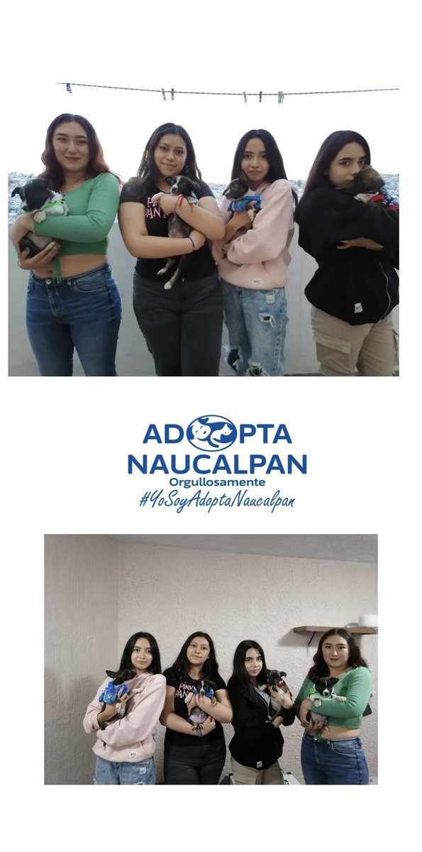 AdoptameNaucal1's tweet photo. Días!!! Agradecemos a las voluntarias que cuidaron a MAX CACHITO ATENA  y PRINCESA el fin de semana,aparte de pasarla muy cómodos, ellas los ayudaron a socializar! Y aunque dejarlos ir es difícil lo hicieron muy bien!! @FansDeMiyagi @gabrielguerrac @azelarobinson @AdoptaAtizapan https://t.co/HAt8S6eGyM