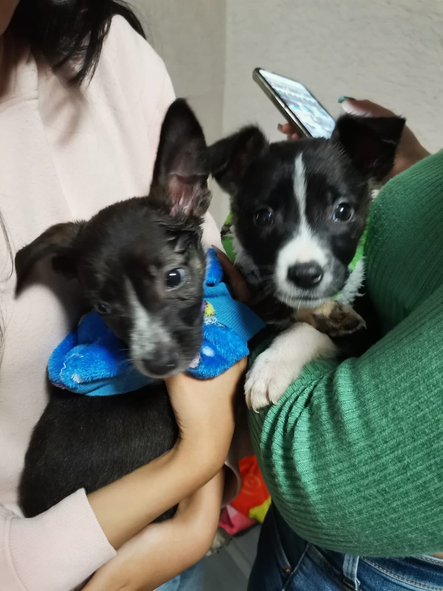 AdoptameNaucal1's tweet photo. Días!!! Agradecemos a las voluntarias que cuidaron a MAX CACHITO ATENA  y PRINCESA el fin de semana,aparte de pasarla muy cómodos, ellas los ayudaron a socializar! Y aunque dejarlos ir es difícil lo hicieron muy bien!! @FansDeMiyagi @gabrielguerrac @azelarobinson @AdoptaAtizapan https://t.co/HAt8S6eGyM