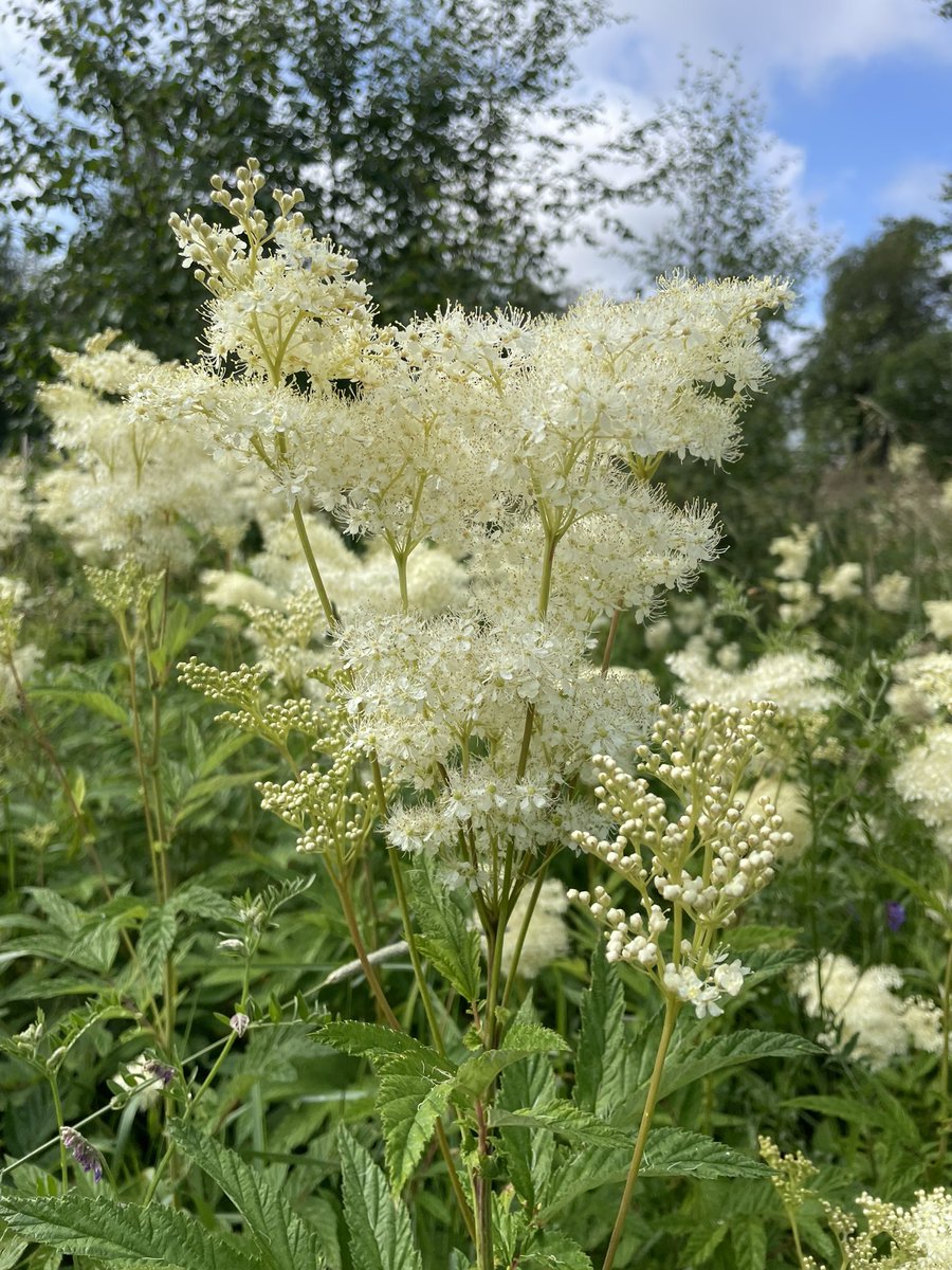 Säsong för att göra älgörtsdryck! 😃
Plocka blommorna på lämpligt hygge eller äng, rensa och häll över uppkokat vatten med lite socker och askorbinsyra, lägg i skivad citron, täck över och låt stå svalt åtminstone över natten. Sila av och blanda med önskad variant av vatten 👍