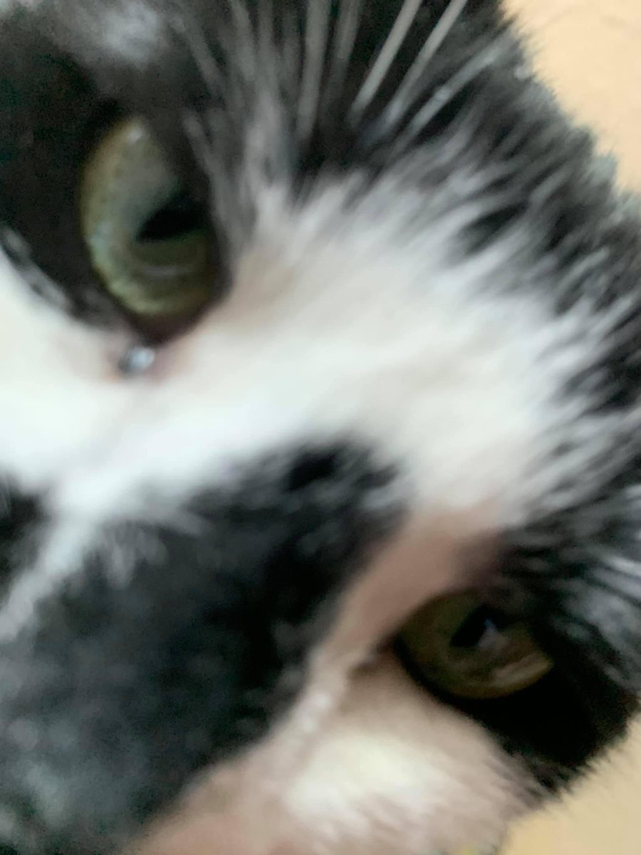 FranAndFiona's tweet photo. Sniff snoff snuff. Hello?? https://t.co/DQdkB5HWcl