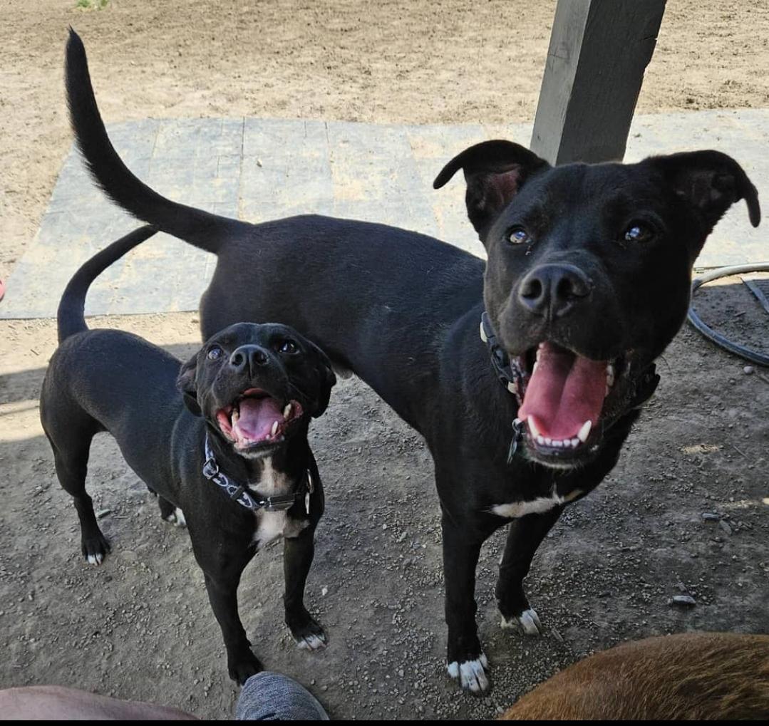 My little Bean met his Hulked out doppelganger!