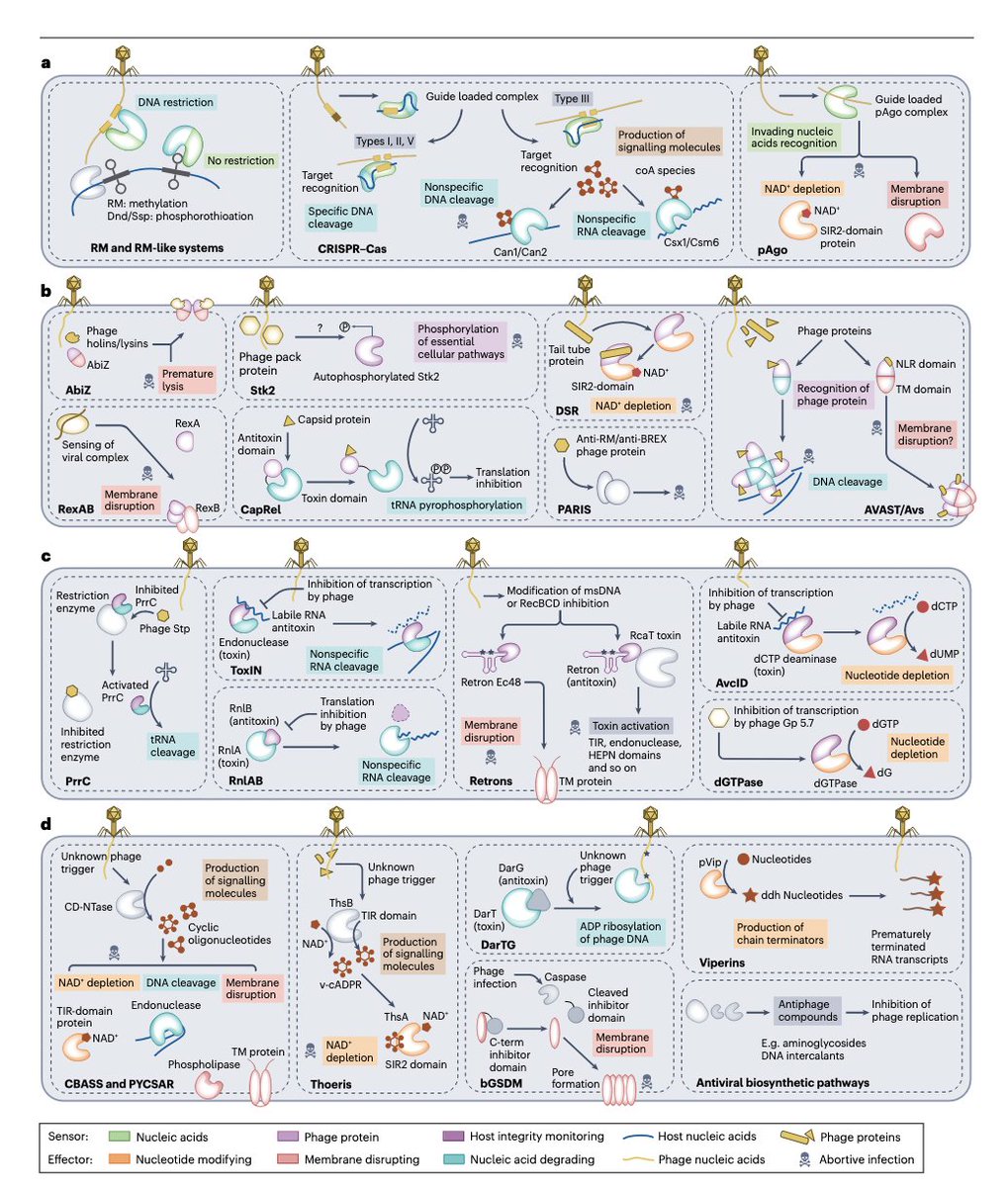 So many novel antiphage systems out there! Hard to keep up with the pace of discoveries? We reviewed for @NatureRevMicro the highly diverse antiphage defence systems of bacteria; from molecular mechanisms to evolutionary drivers of such diversity. rdcu.be/dg3ql
