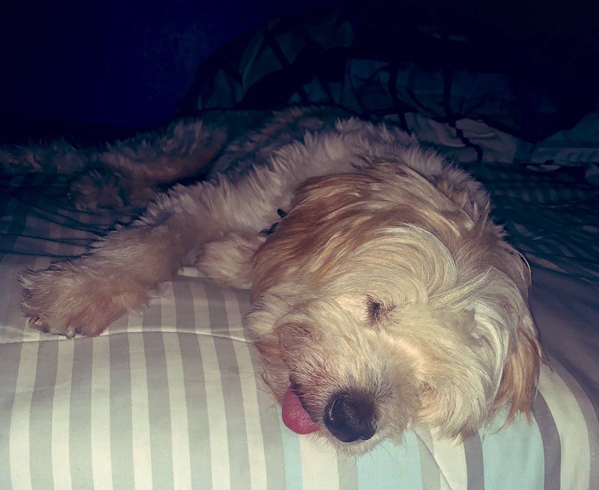 posadasalex's tweet photo. @twperritos 🐶 https://t.co/JpXGcKAUWF