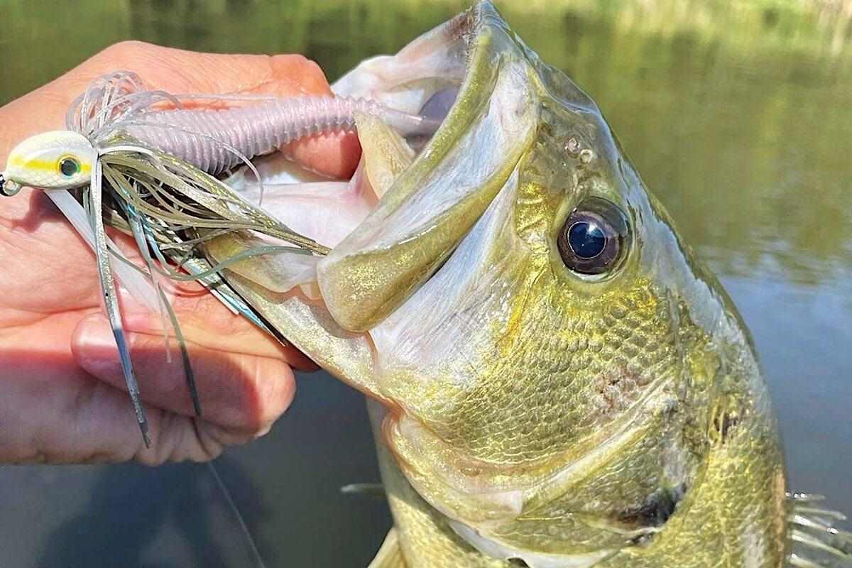 OUTDChannel's tweet photo. Bass get focused on spawning panfish, creating a feeding frenzy you don't want to miss. Here's how to take advantage via @GameAndFishMag: https://t.co/AXHLcKAsOk
#FindYourAdventure #TheReelLife #fishing #fish #spawning #bass #bassfishing #spawningfish https://t.co/347MePRMoU