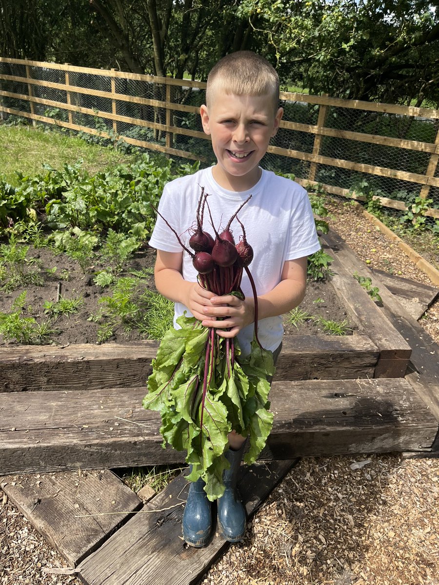 Teach Me Happy (@teachmehappyap) on Twitter photo He’s planted and cared for his beetroot these last few months! Just need a #beetroot #recipe now and we will get them cooked up on Friday! #ThisisAP He’s planted and cared for his beetroot these last few months! Just need a #beetroot #recipe now and we will get them cooked up on Friday! #ThisisAP