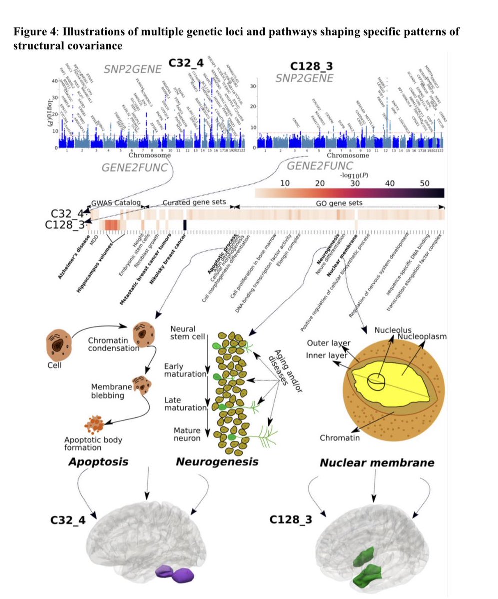 Novel genomic loci and pathways influence patterns of structural covariance in the human brain medrxiv.org/content/10.110…