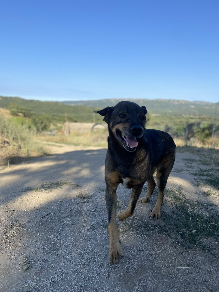 Il nostro capo branco Caino 😍😍😍