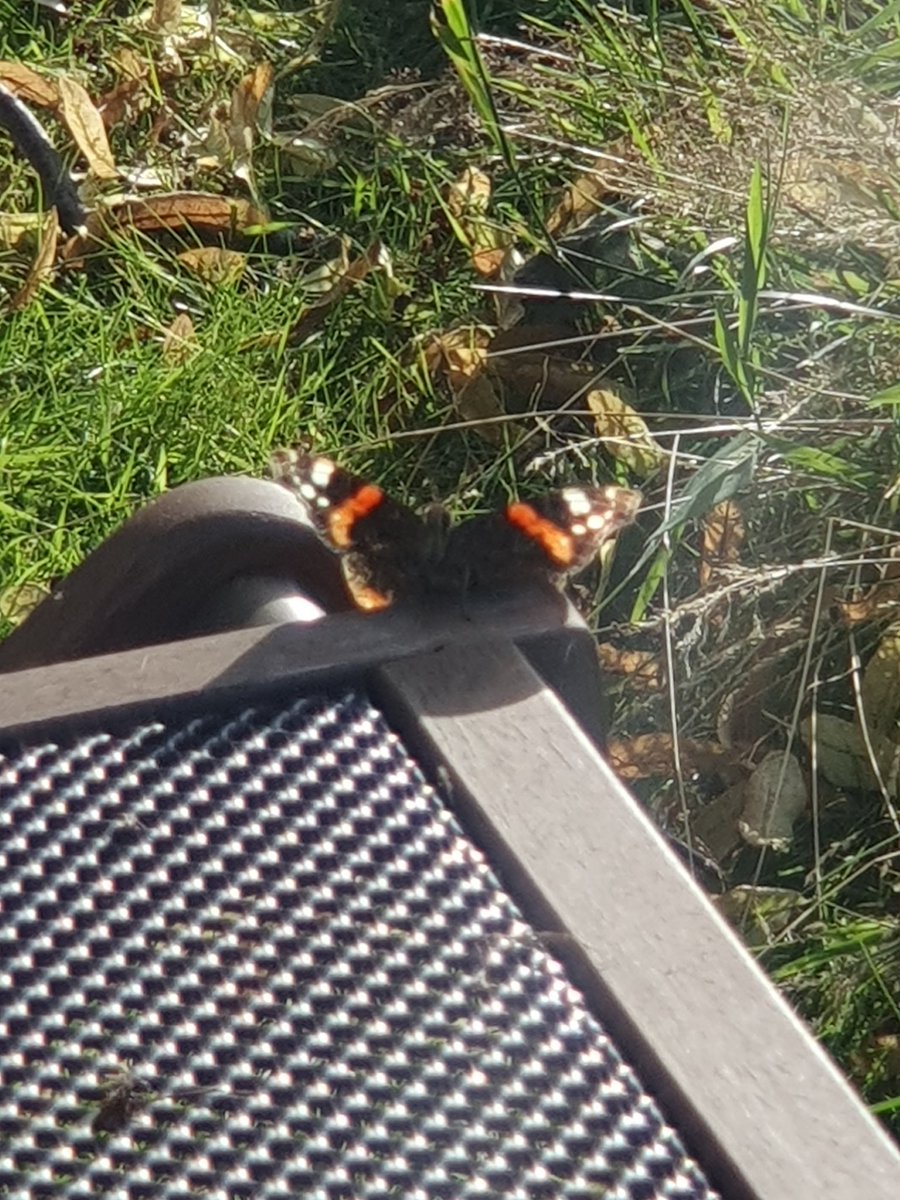 Thought I might be a bit late for a Big Butterfly Count today but a couple of unexpected guests turned up this evening <a href="/savebutterflies/">Butterfly Conservation 🦋</a> bigbutterflycount.org/count/20550669