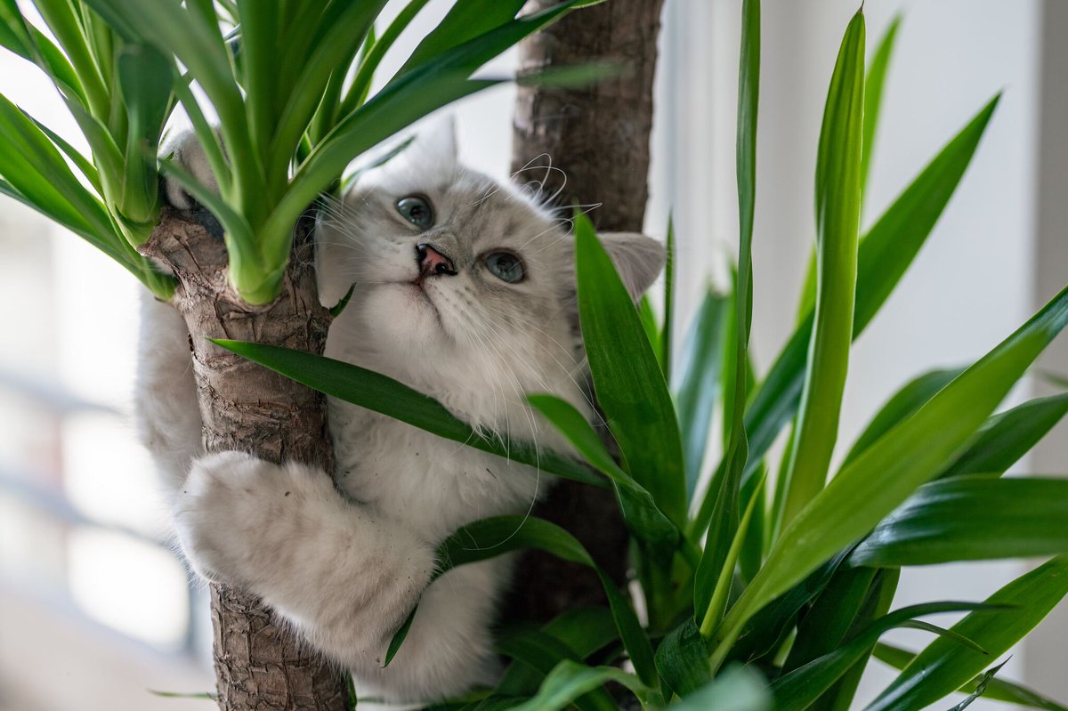 Dean_Wegman's tweet photo. Green thumbs and furry friends can coexist!

Read this post to discover the secret garden of pet-friendly houseplants that'll make your home a safe and stylish oasis. https://t.co/mcPCD0HVZf https://t.co/vHhNoN1p7M