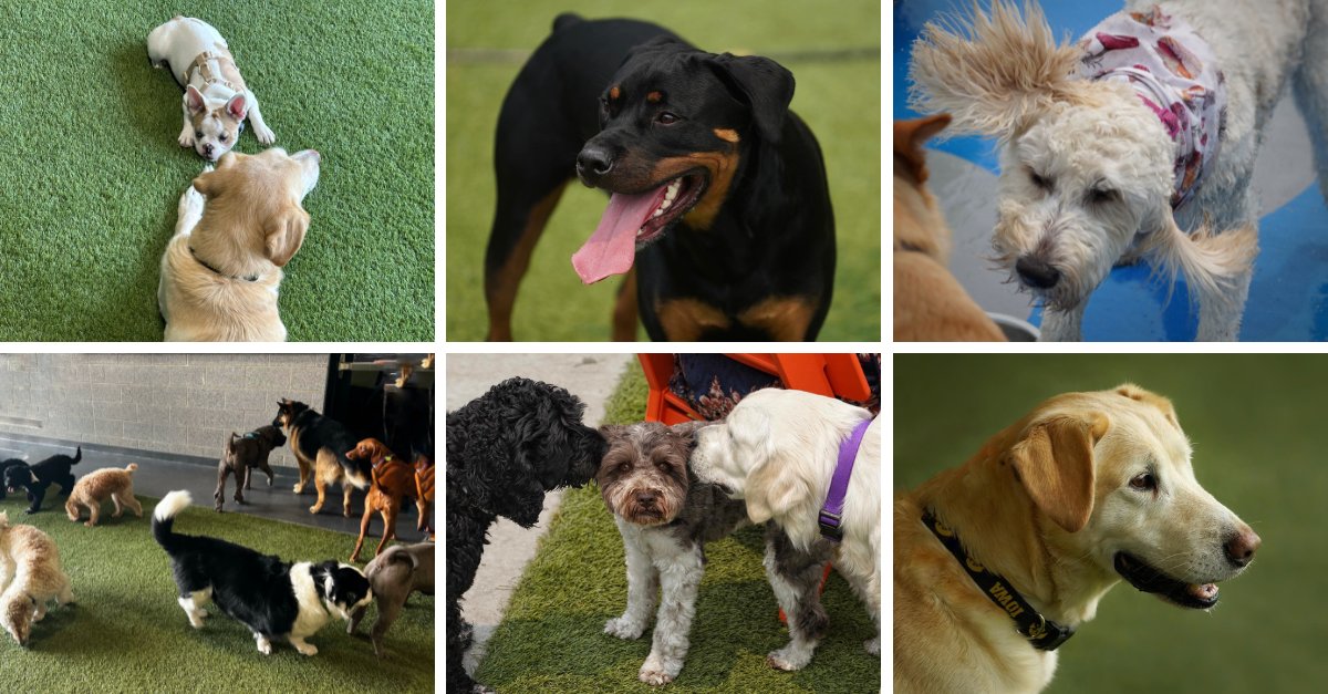Yesterday we finally got to meet many of the family members we hear so much about at work: the dogs of Nyemaster. More than 25 dogs (and their Nyemaster owners) gathered for a get-acquainted session at Paws &amp; Pints in Des Moines.
