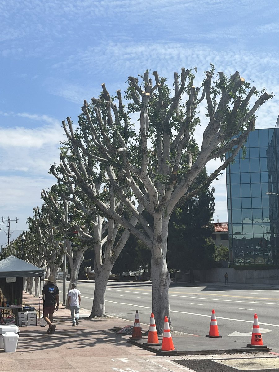 Quick shoutout to the good people at @UniversalPics for trimming the trees that gave our picket line shade right before a 90+ degree week.