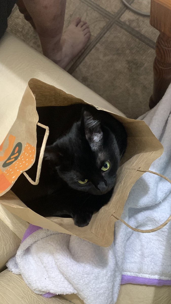 Вкусно и кошка