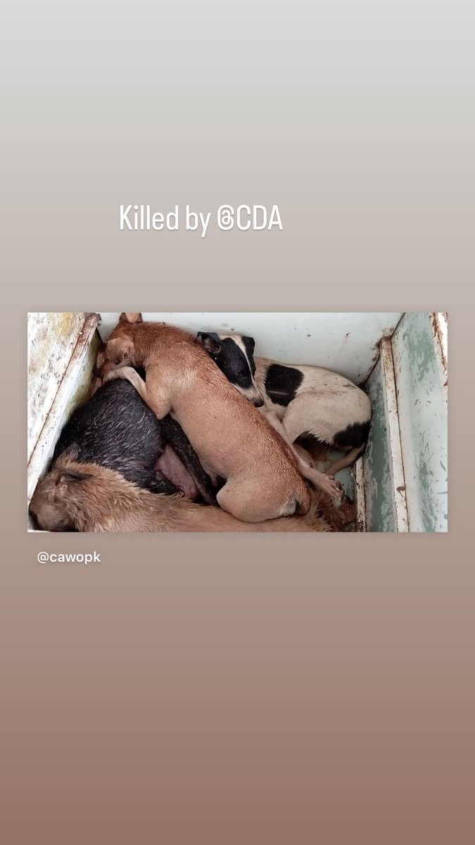 ArfaShiKh's tweet photo. @ShalinGala About today Sir @ShalinGala. They suffocated those dogs to death in their vans. https://t.co/qyXnkRm5Ap