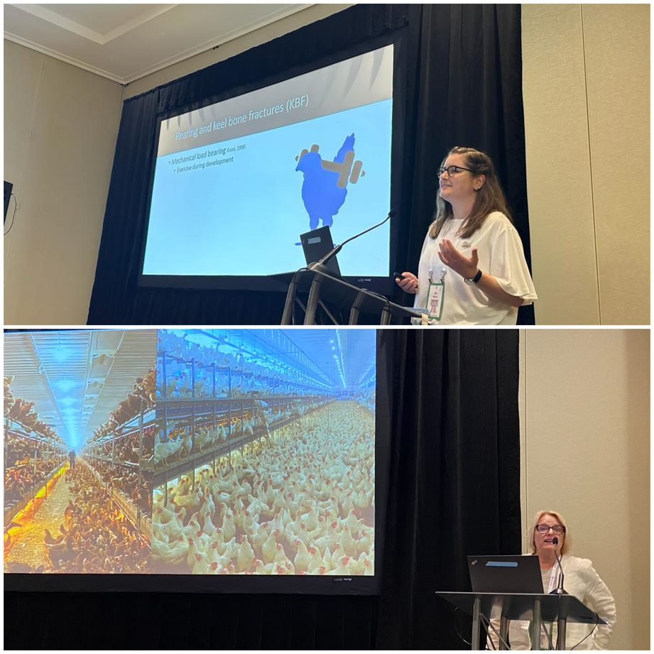 Campbell Centre for the Study of Animal Welfare tweet media