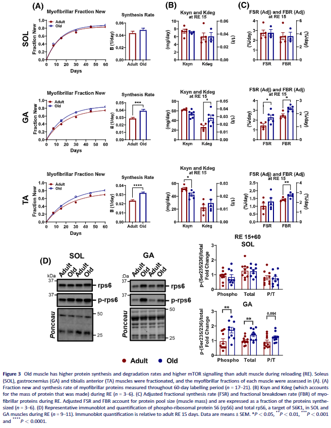 DrMyohead's tweet photo. Impaired proteostatic mechanisms other than decreased protein synthesis limit old skeletal muscle recovery after disuse atrophy

From @JordanFuquaPhD @AM_OMRF et al 

https://t.co/d1Nvpuur7G https://t.co/S34YBTNjqa