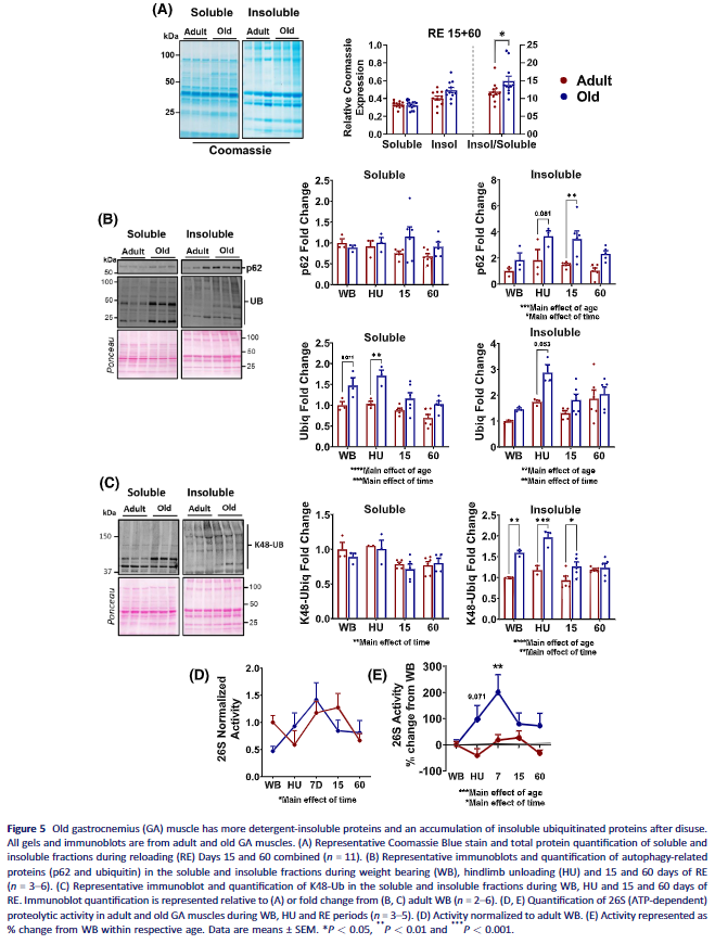 DrMyohead's tweet photo. Impaired proteostatic mechanisms other than decreased protein synthesis limit old skeletal muscle recovery after disuse atrophy

From @JordanFuquaPhD @AM_OMRF et al 

https://t.co/d1Nvpuur7G https://t.co/S34YBTNjqa