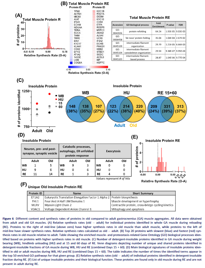 Dr. Myohead (@drmyohead) on Twitter photo Impaired proteostatic mechanisms other than decreased protein synthesis limit old skeletal muscle recovery after disuse atrophy
From <a href="/JordanFuquaPhD/">Jordan Fuqua</a> <a href="/AM_OMRF/">Aging and Metabolism Research Program</a> et al
doi.org/10.1002/jcsm.1… Impaired proteostatic mechanisms other than decreased protein synthesis limit old skeletal muscle recovery after disuse atrophy
From <a href="/JordanFuquaPhD/">Jordan Fuqua</a> <a href="/AM_OMRF/">Aging and Metabolism Research Program</a> et al
doi.org/10.1002/jcsm.1…
