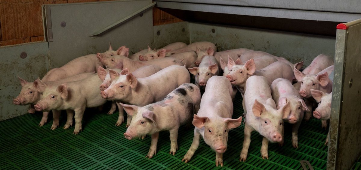 IUCULANO: Latest Deregulation Bill Risks Gifting China Our Meat Production | The Daily Caller buff.ly/43z5TI5