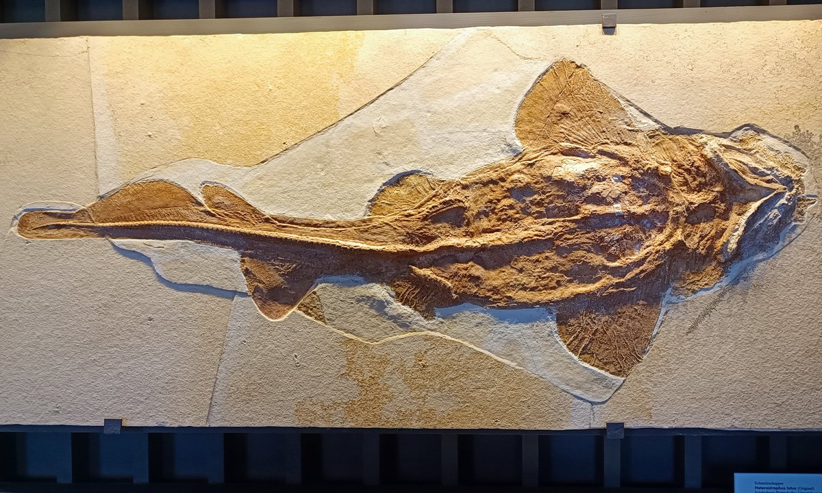 Paléo Steel 🦈⛏ (@paleo_steel) on Twitter photo A good working day at the Jura-Museum! 🦈🦈🦈
(with <a href="/Eduardo78217962/">Eduardo Villalobos Segura</a>)
#shark #fossils A good working day at the Jura-Museum! 🦈🦈🦈
(with <a href="/Eduardo78217962/">Eduardo Villalobos Segura</a>)
#shark #fossils
