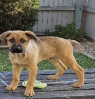 millypod1's tweet photo. 🆘12 July 2023 #Lost BEAR #ScanMe #PUPPY 
Tan German Shepherd Cross Breed Male
Short bent tail. 
West Halton #Scunthorpe Last seen #Grimsby #Lincs #DN31 
https://t.co/xFGnrEbAhM https://t.co/CFo0yYfyMO
