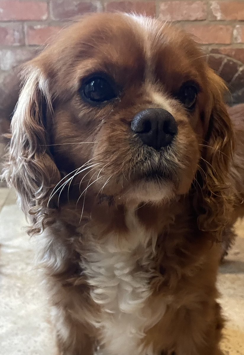 We can’t believe 5 year old Ruben hasn’t been snapped up yet! He’s a wonderful little lad waiting for his happy ending 🥰 More info and apply - blisscavalierrescue.org/dog/ruben-avai… #cavpack