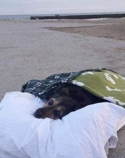 Dalbodog's tweet image. Farewell in love . This dog, named Greta, had arrived at the last day of her life at the age of 15 years and ended with a serious illness. The owner took them to the place where they both were happiest together. Her favorite beach. In her last hour, he caressed her fur and gently…
