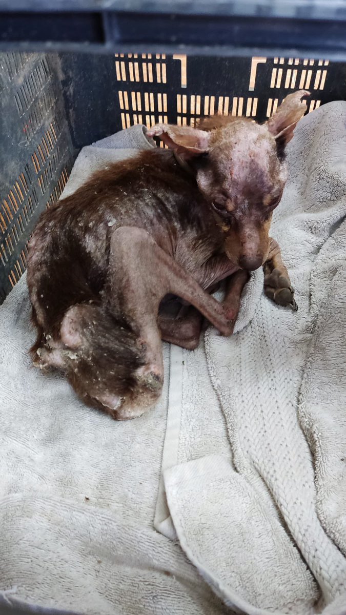 Ref_ElsAngels's tweet photo. El Sábado 9 de julio recibimos el aviso de este perrito. Nos decían que no podía salir de donde estaba debido a las pésimas condiciones de salud que mostraba. En medio de la crisis que estamos sufriendo en el refugio las últimas semanas esto era la gota que colmaba el vaso. (1/5) https://t.co/28gIHIn4YW