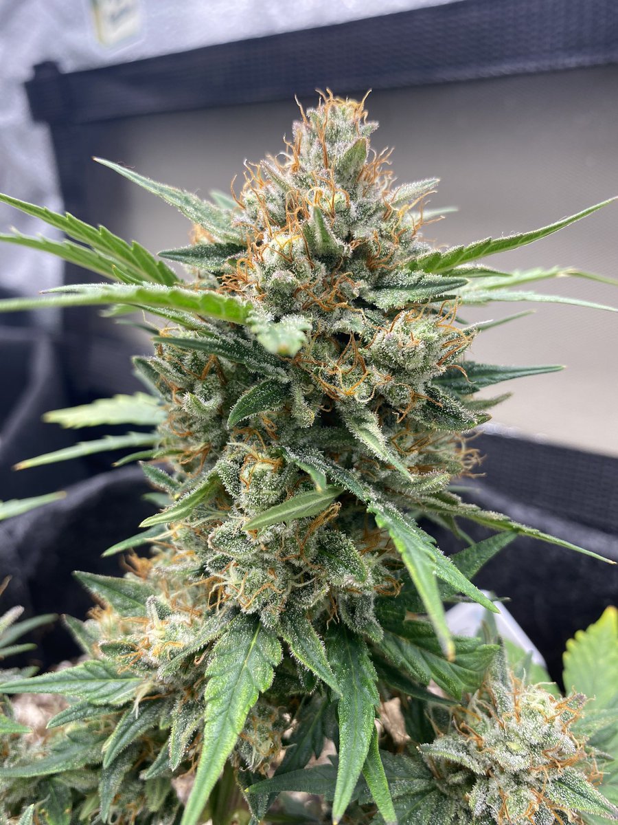 VaGrownExotics's tweet photo. Fruity pebbles Day 63 from @ILGMarijuana buds are pretty hard and smelling like fruity terps nugs hard as a rock and very frosty 🥶 #Ilgm #Organicgrow #Spiderfarmer #Vivosun #420community #Autoflow #CannabisCommunity #Cannabiscultivation #Cannaland #Cultivation https://t.co/xT7zxuiS6u
