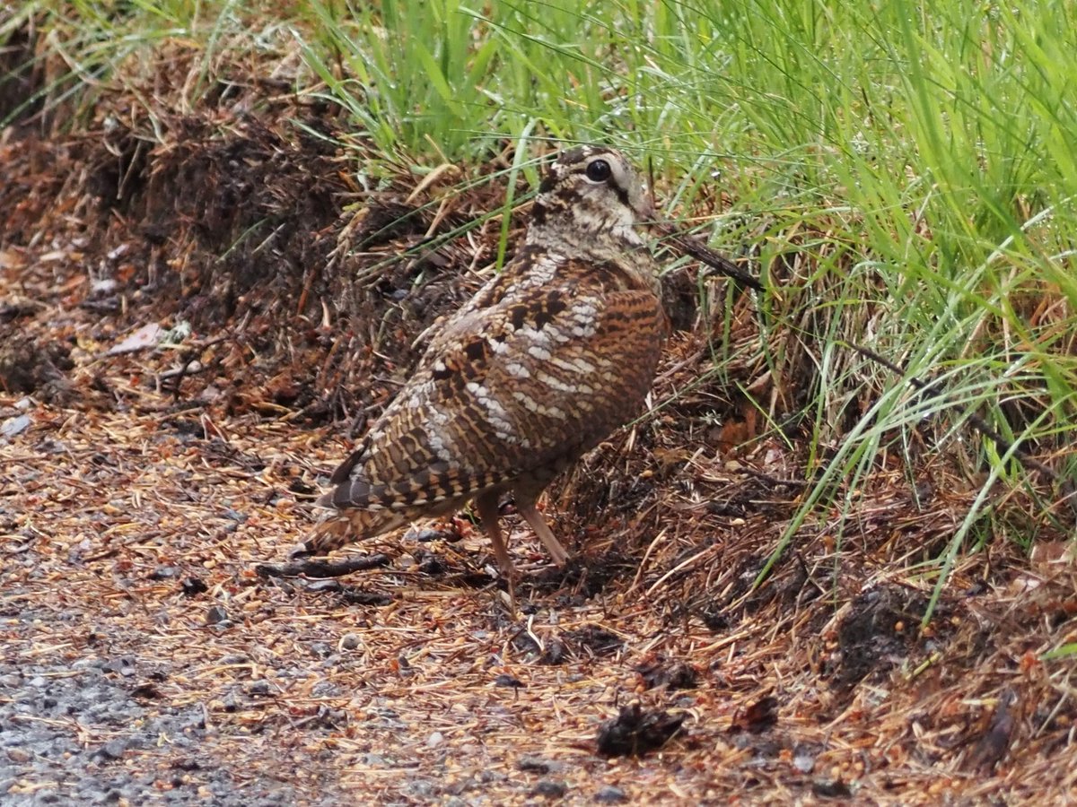 ShreeveZoe's tweet photo. #BirdsSeenIn2023 Abernethy Forest 17th June 2023. https://t.co/vtsJGbGQk8