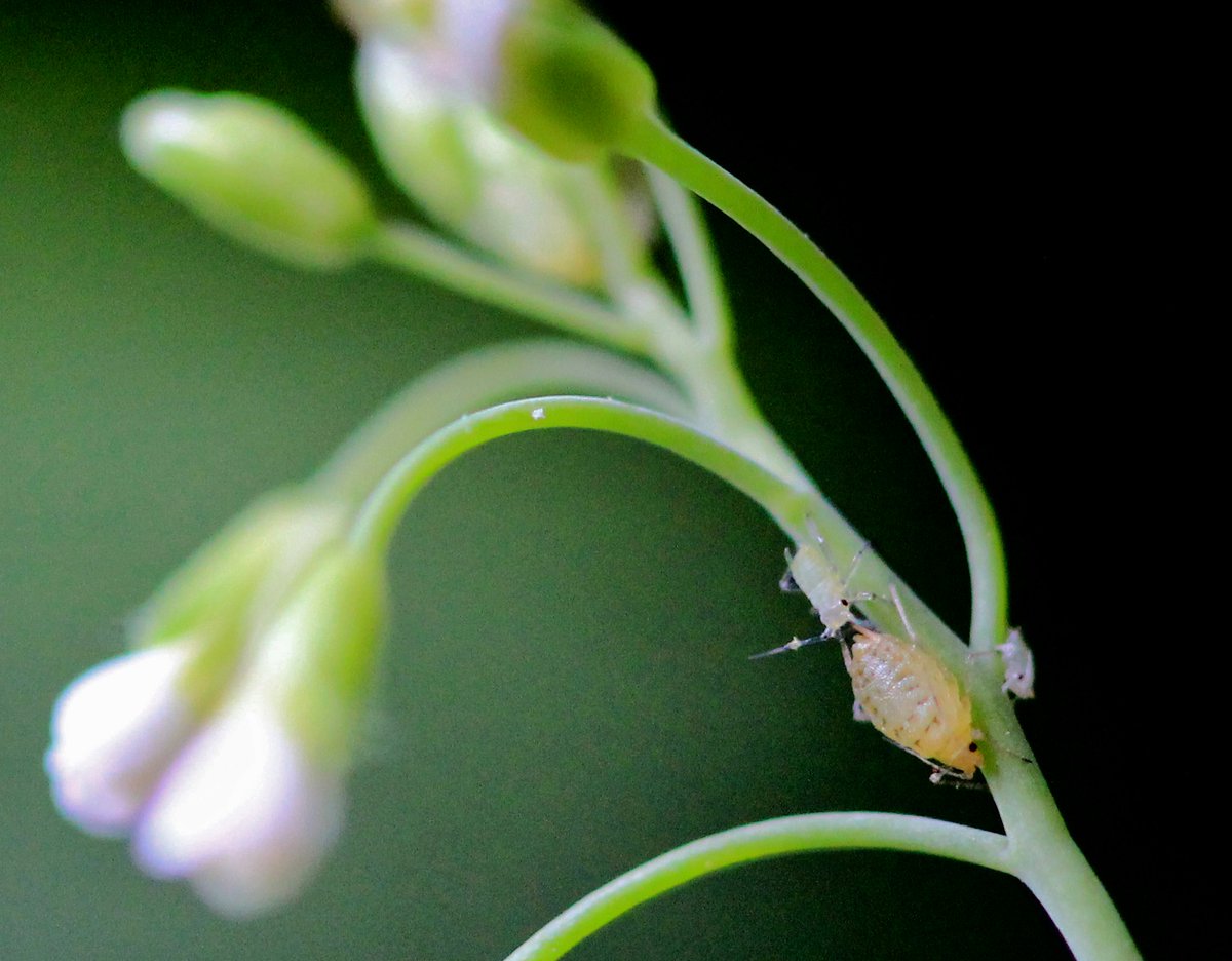 Karen Kloth (@karenkloth) on Twitter photo We are #hiring a #postdoc at the Lab. of Entomology <a href="/WUR/">Wageningen U&R</a> on single cell RNA sequencing of #plant responses to #aphids. Check out the website for more info and the application procedure: wur.nl/en/vacancy/pos… We are #hiring a #postdoc at the Lab. of Entomology <a href="/WUR/">Wageningen U&R</a> on single cell RNA sequencing of #plant responses to #aphids. Check out the website for more info and the application procedure: wur.nl/en/vacancy/pos…