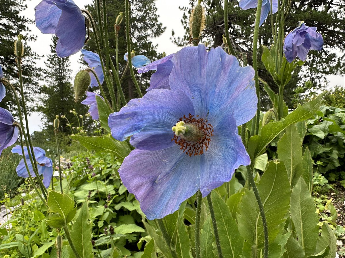 8 Celmisia semicordata, 9 Meconopsis x sheldonii along with <a href="/AlpinesJT/">Josh Tranter</a>