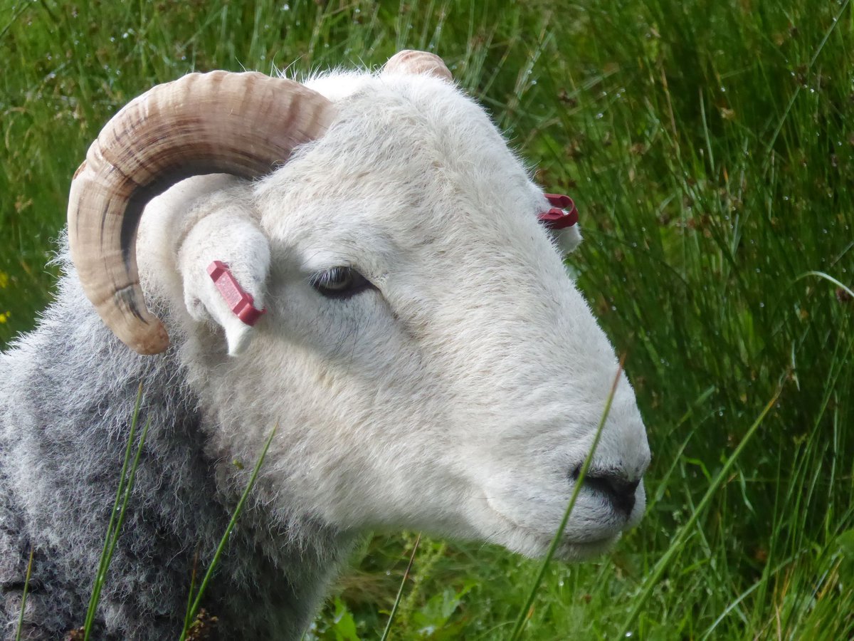 The boys #northcountrycheviot #herdwick #crofting
