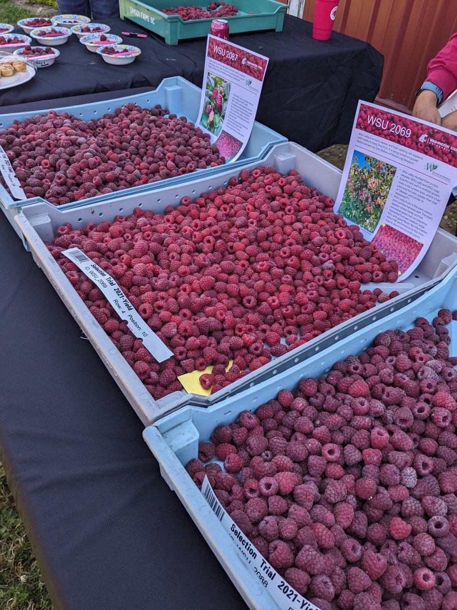 ISHS Rubus and Ribes 2023 in Washington and Oregon. Hope people are having a good time!