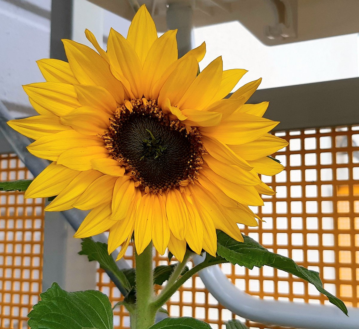 IngerMolndal's tweet photo. Två av mina tjugo solrosor, #HelianthusAnnuus,
har slagit ut! 🌻🌻 😍
🇫🇮 Finska: #auringonkukka
🇮🇸 Isländska: #sólblómaolía
🇧🇻 Norska: #solsikke
🇩🇰 Danska: solsikke
🇸🇪 Svenska: #solros https://t.co/DxEsFhxK7Q