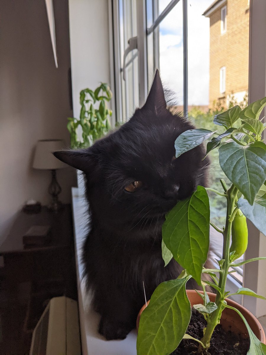 I bought two chilli plants as I'm a fan of chillis. My cat has almost chewed through both sets of leaves in less than a day....